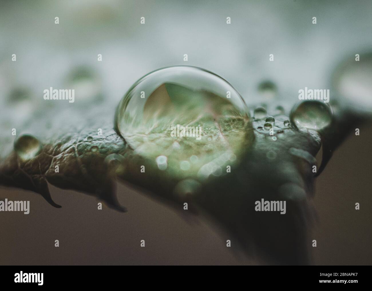 Close-up of a water drop on a plant's leaf Stock Photo - Alamy