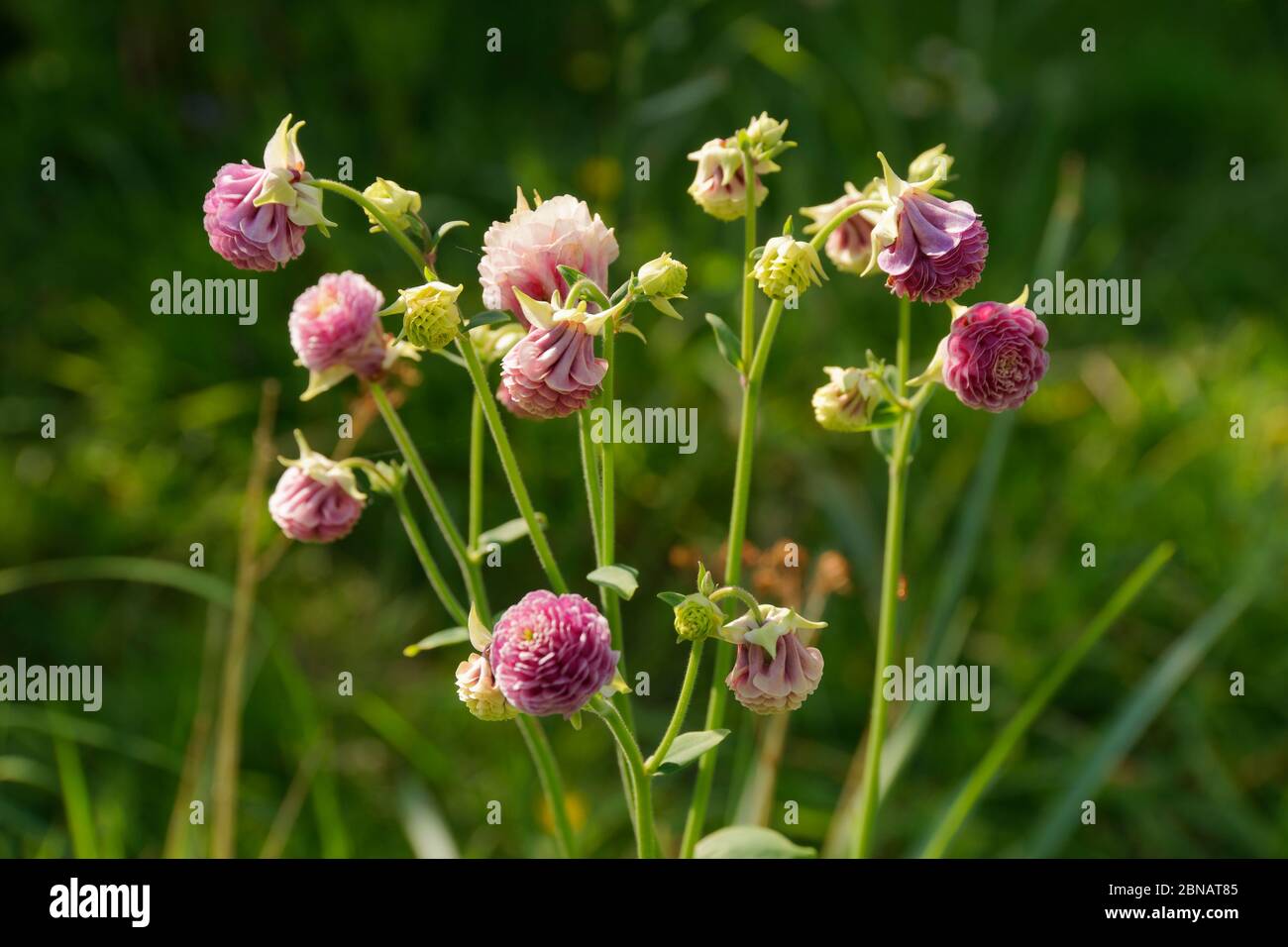 Aquilegia granny's bonnet's hi-res stock photography and images - Alamy