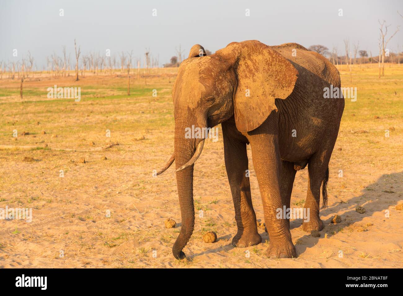 Elephants in Matusadona National Park, Zimbabwe Stock Photo