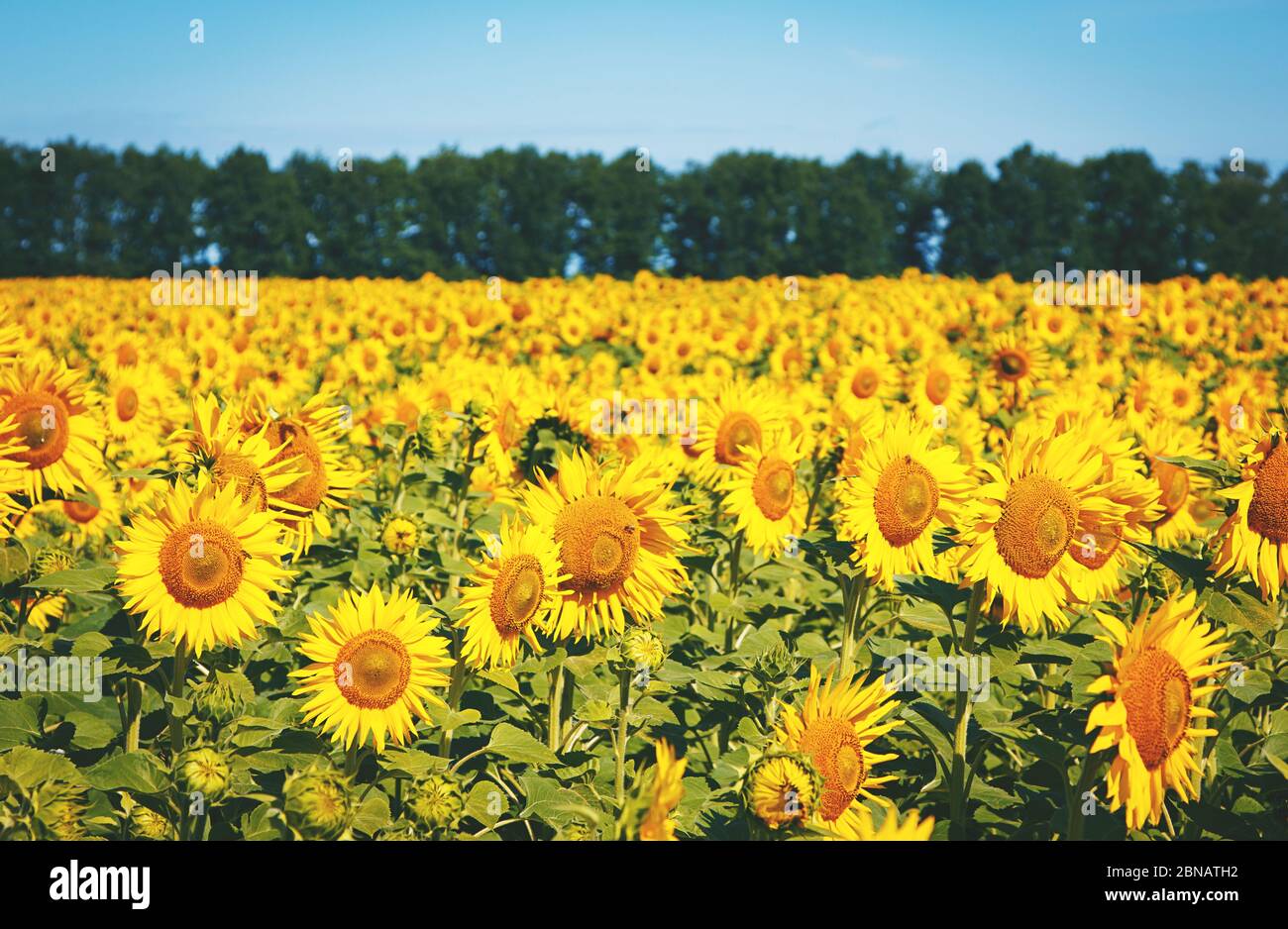 large field of bright sunflowers Stock Photo - Alamy