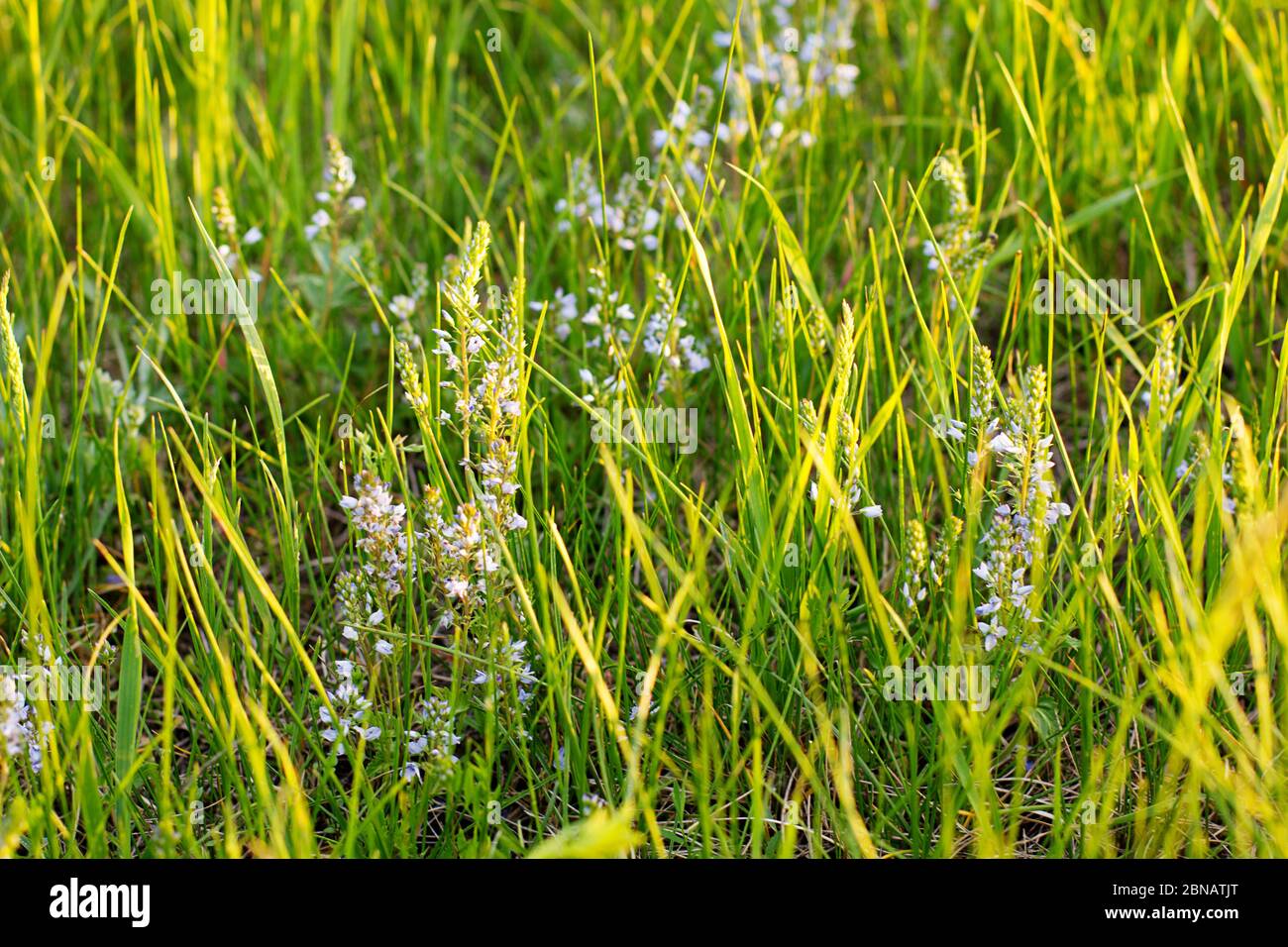 Brightly illuminated sunlight field hi-res stock photography and images ...