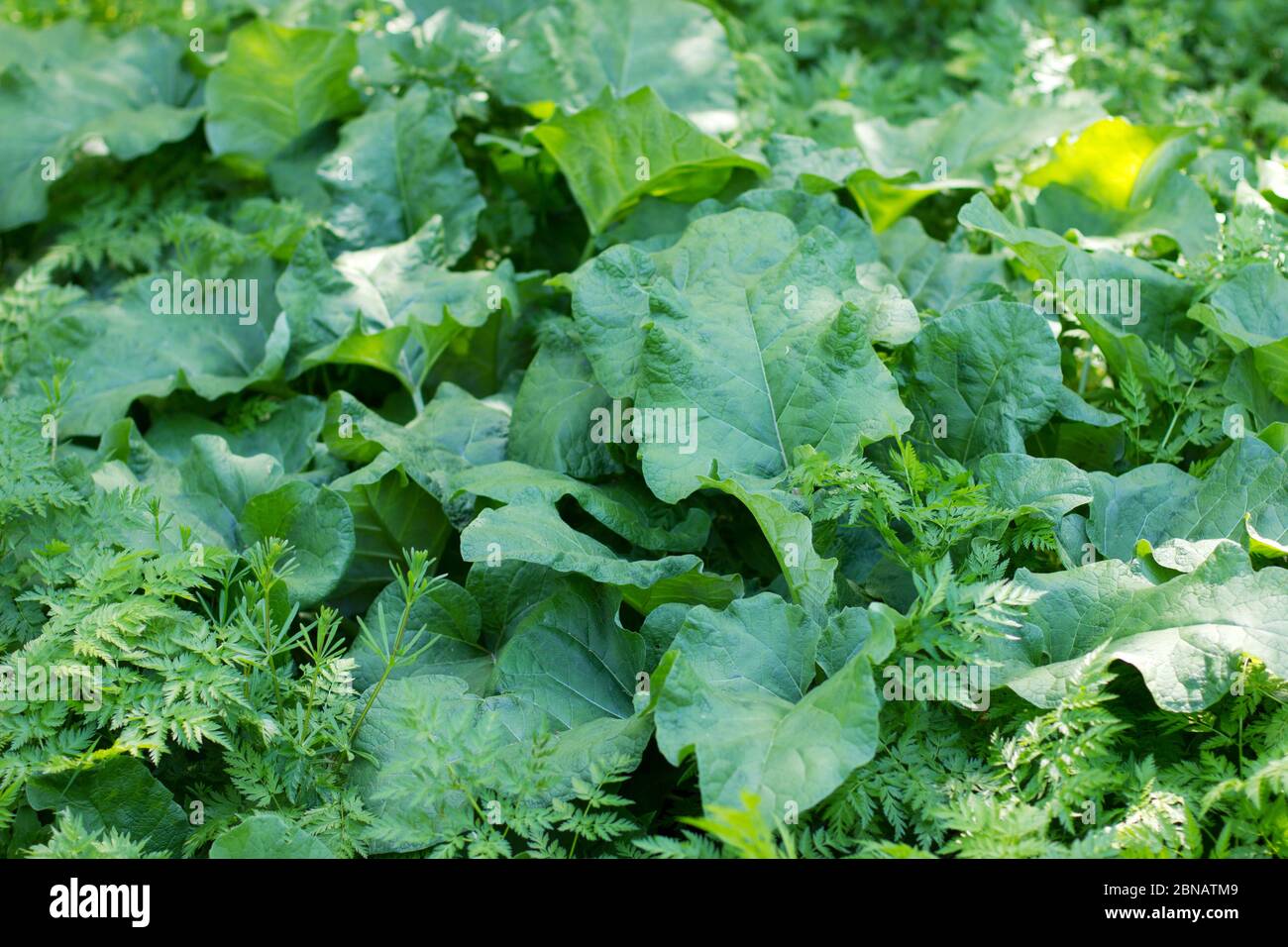 glade with big green leaves of burdock growing on it Stock Photo