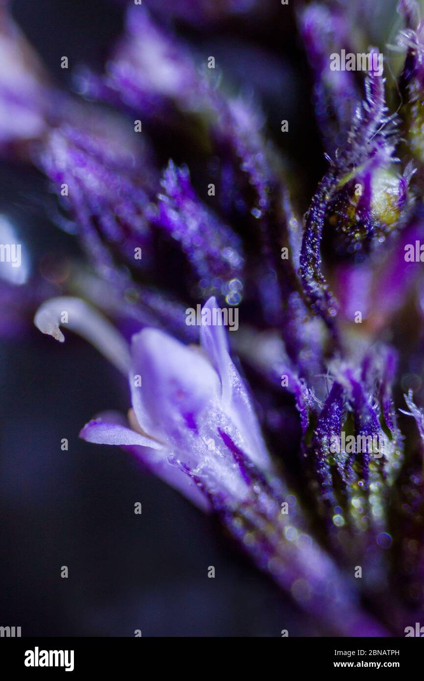 mint flowers under the microscope Stock Photo Alamy