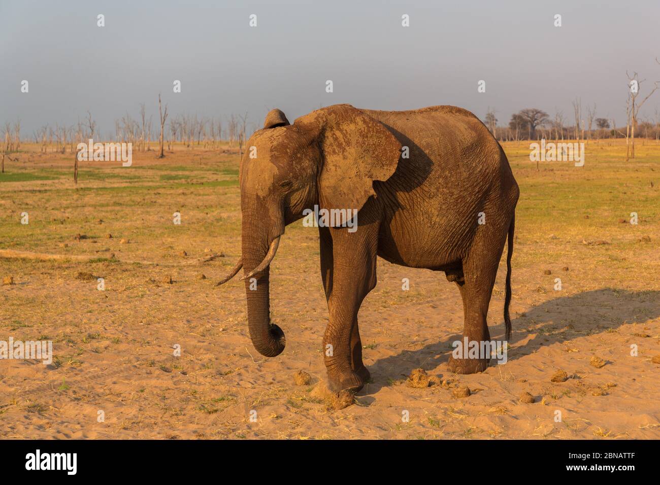 Elephants in Matusadona National Park, Zimbabwe Stock Photo