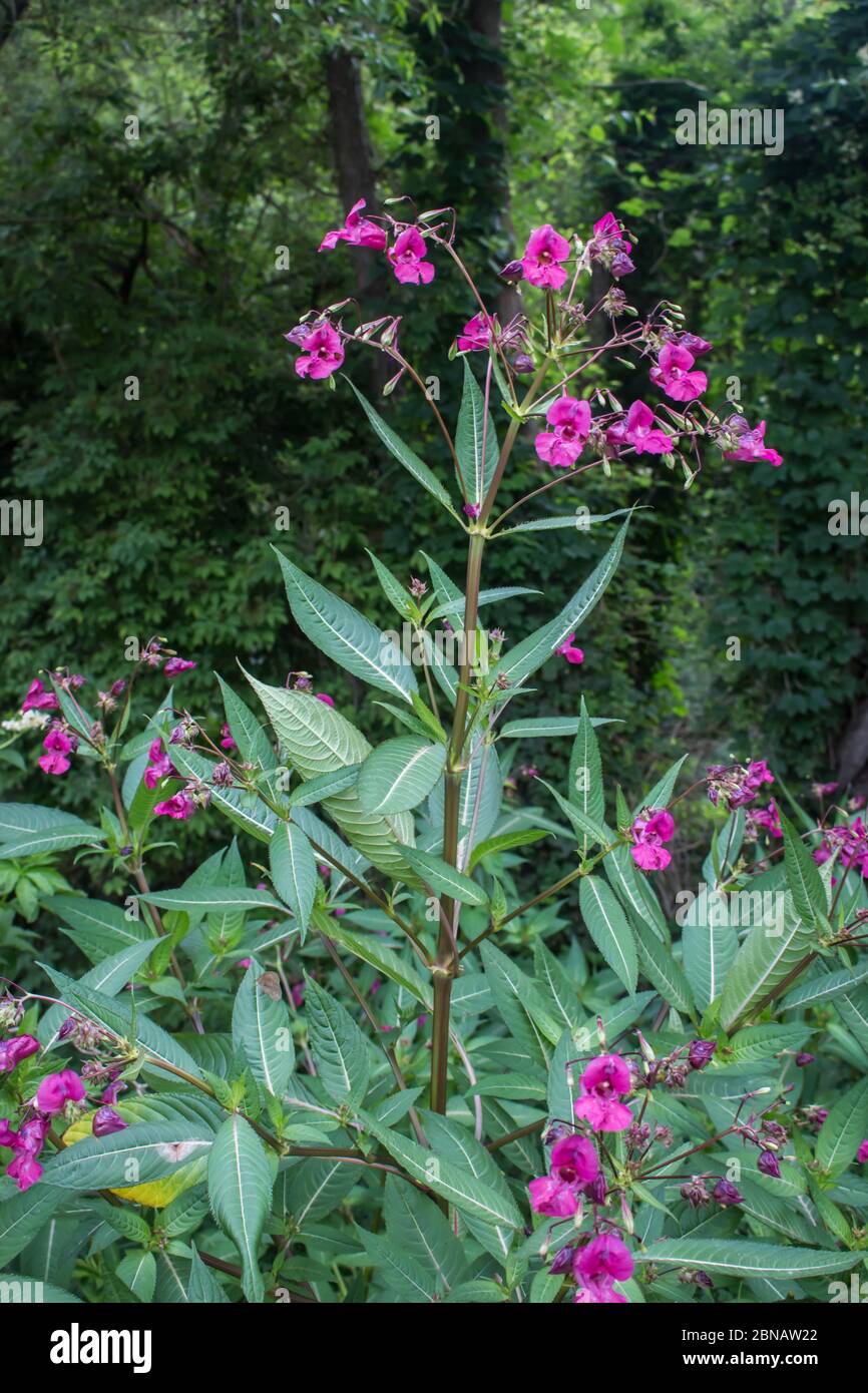 Pink flowers of Himalayan Balsam, latin name Impatiens glandulifera, at Stara planina in southeastern Serbia Stock Photo