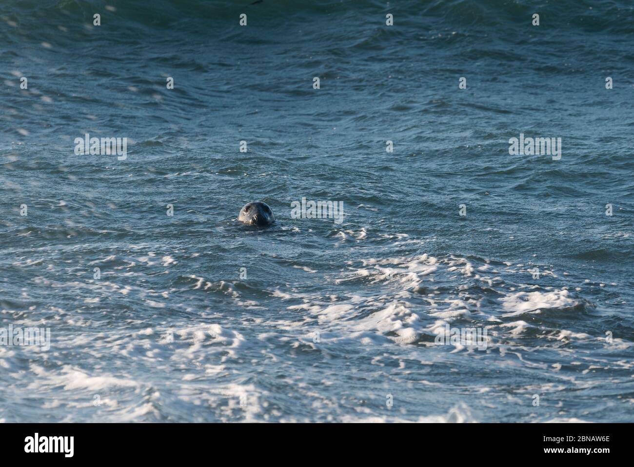 Portland Bill, Dorset, UK. 14th MAY, 2020. UK Weather. Seal swimming and hunting for food on the south coast of Dorset. Credit: DTNews/Alamy Live Stock Photo