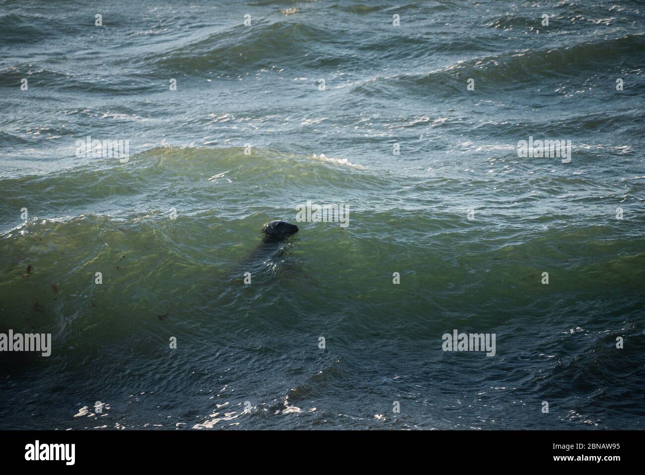 Portland Bill, Dorset, UK. 14th MAY, 2020. UK Weather. Seal swimming and hunting for food on the south coast of Dorset. Credit: DTNews/Alamy Live Stock Photo