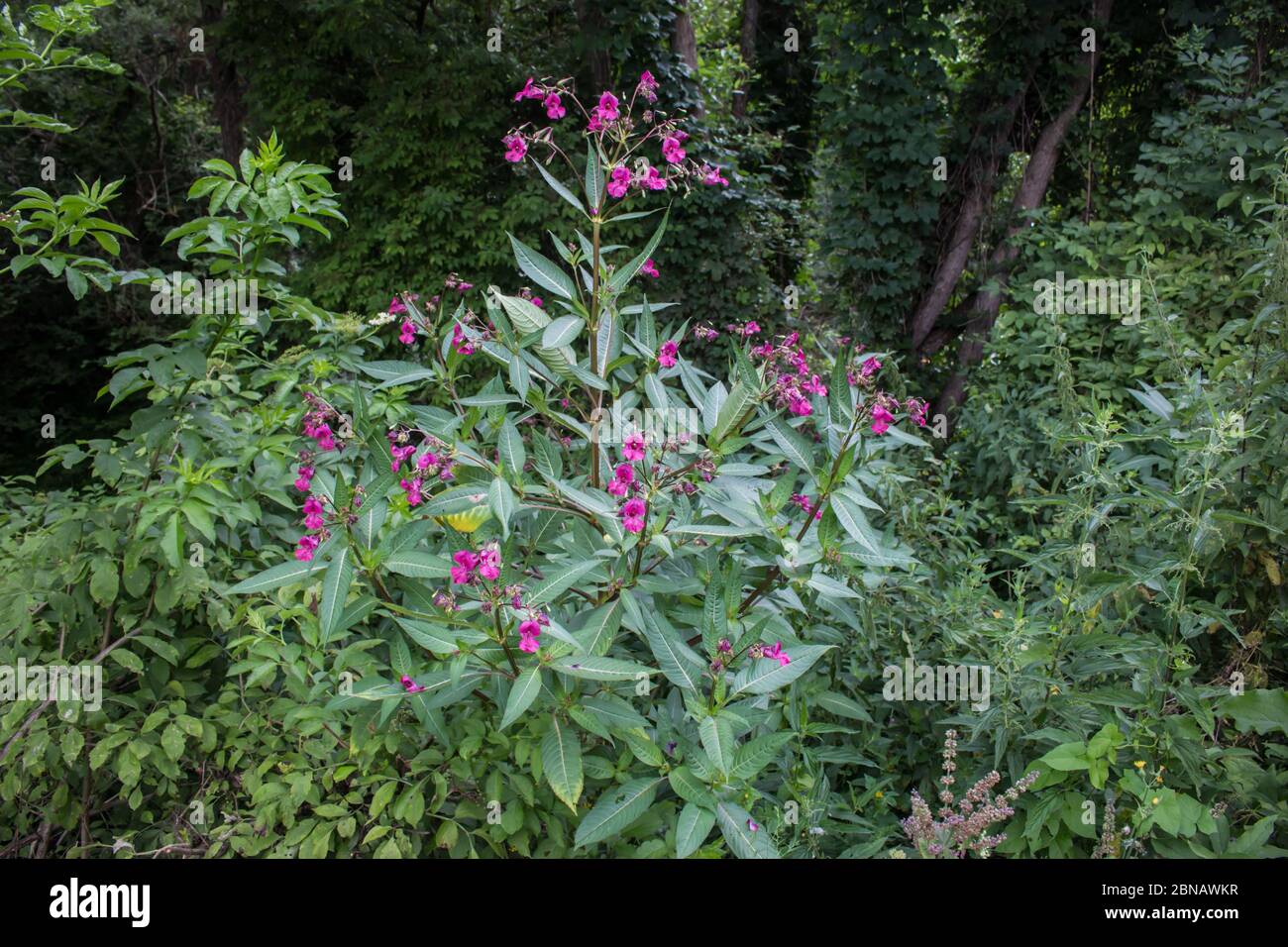 Pink flowers of Himalayan Balsam, latin name Impatiens glandulifera, at Stara planina in southeastern Serbia Stock Photo