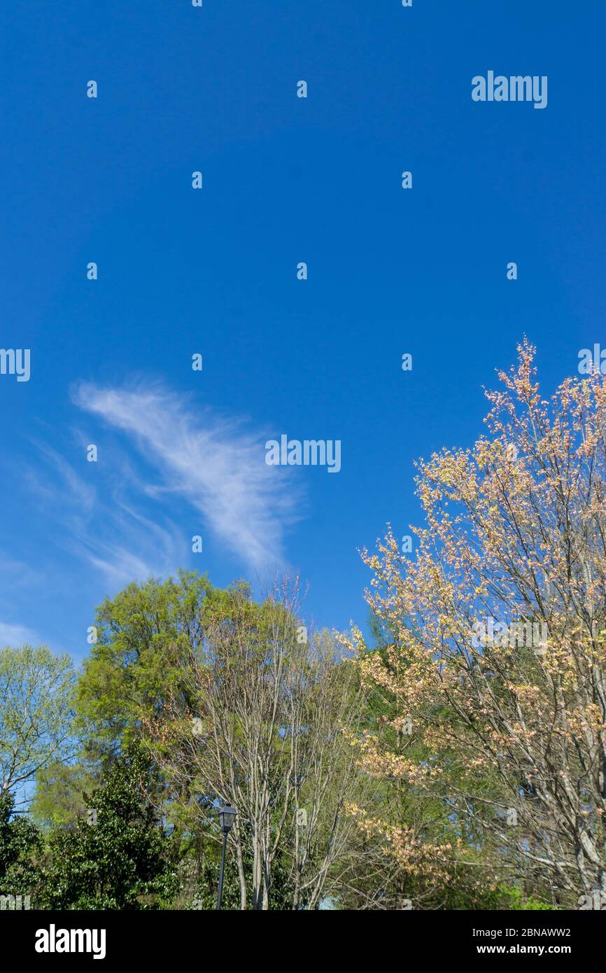 Beautiful background with trees under the blue sky Stock Photo - Alamy