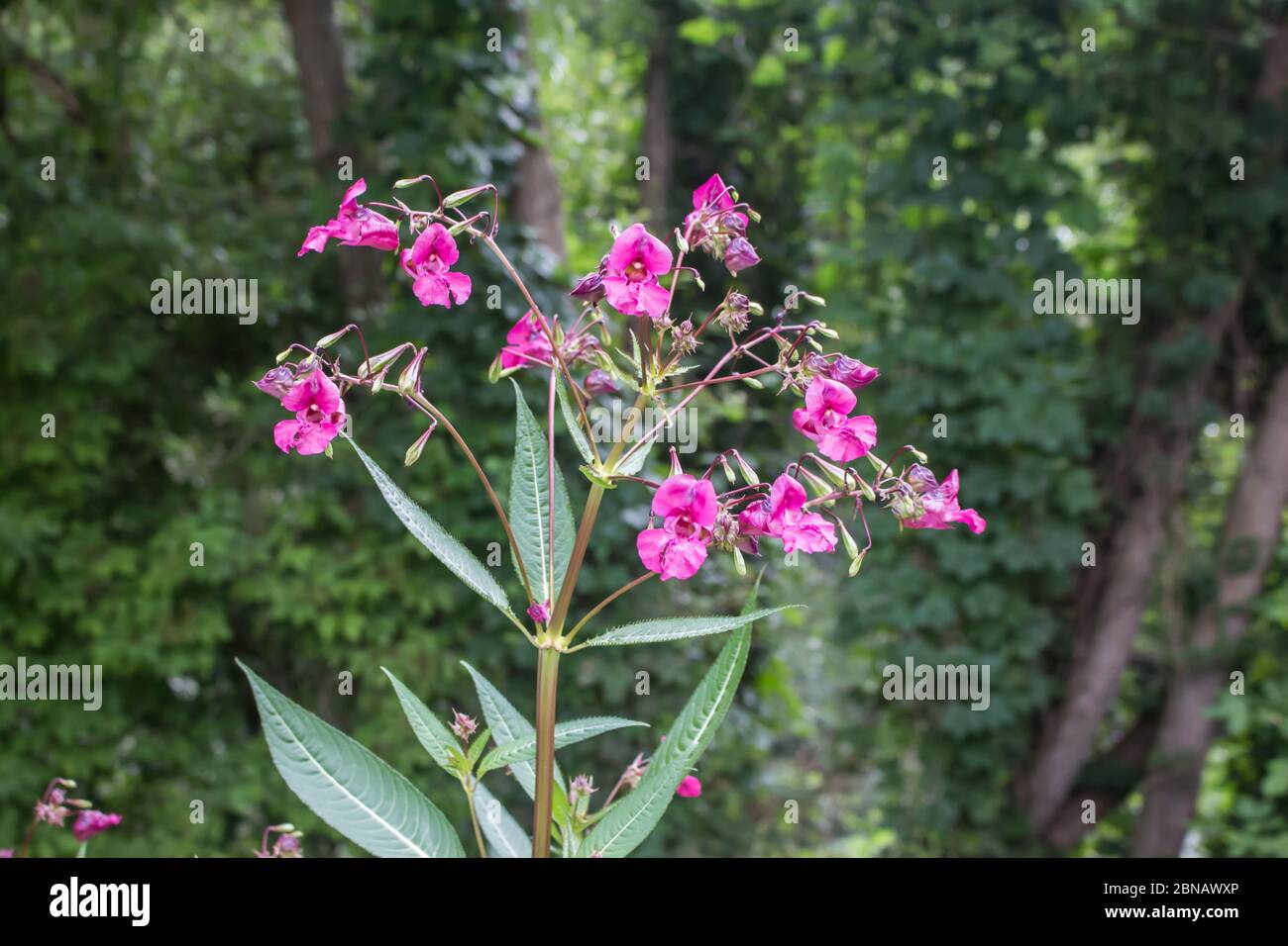 Pink flowers of Himalayan Balsam, latin name Impatiens glandulifera,  at Stara planina in southeastern Serbia Stock Photo