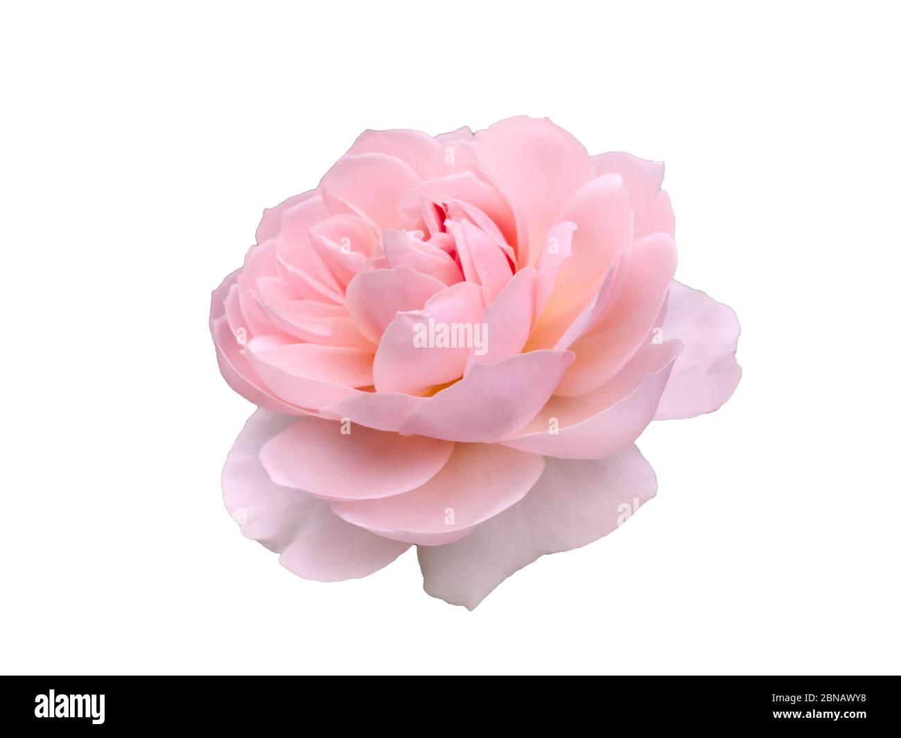 Fresh beautiful pink rose isolated on white background Stock Photo - Alamy