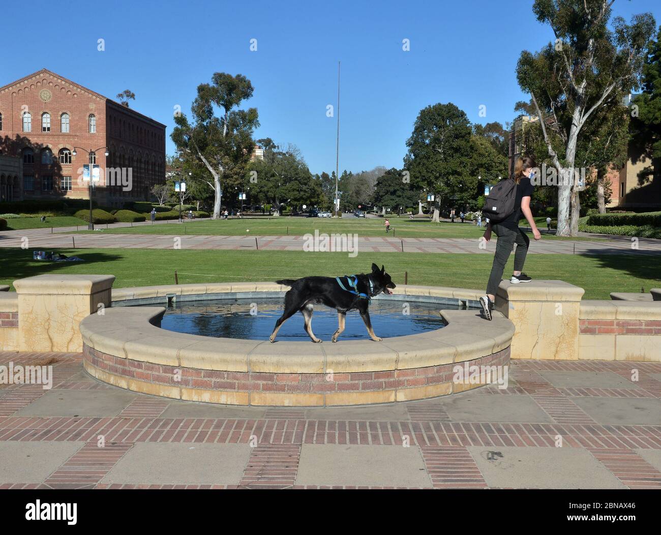 A student trains her dog in the quad near Royce Hall on the UCLA campus in Los Angeles on Wednesday, May 13, 2020. California State University, the nation's largest four-year college system, plans to cancel most in-person classes in the fall and instead offer instruction primarily online, Chancellor Timothy White announced Tuesday. The vast majority of classes across the 23-campus Cal State system will be taught online, White said, with some limited exceptions that allow for in-person activity. 'Our university, when open without restrictions and fully in person is a place where over 500,000 pe Stock Photo