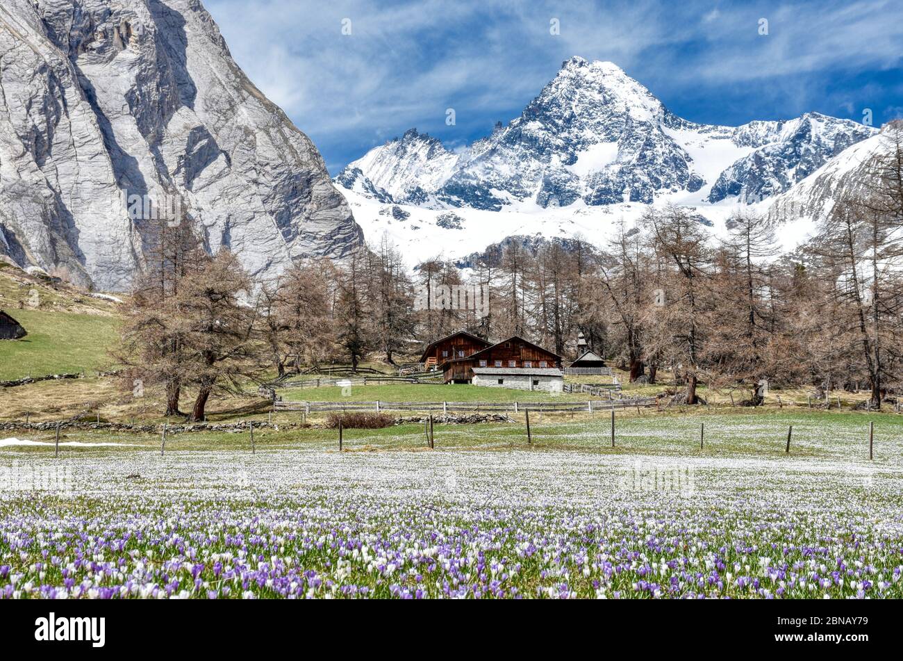 Frühblüher blumen hi-res stock photography and images - Alamy