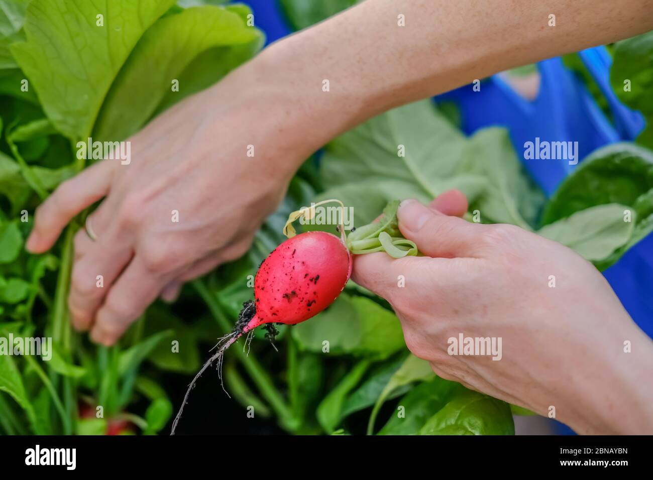 Identifiable gardener harvesting homegrown radishes in a domestic greenhouse Stock Photo