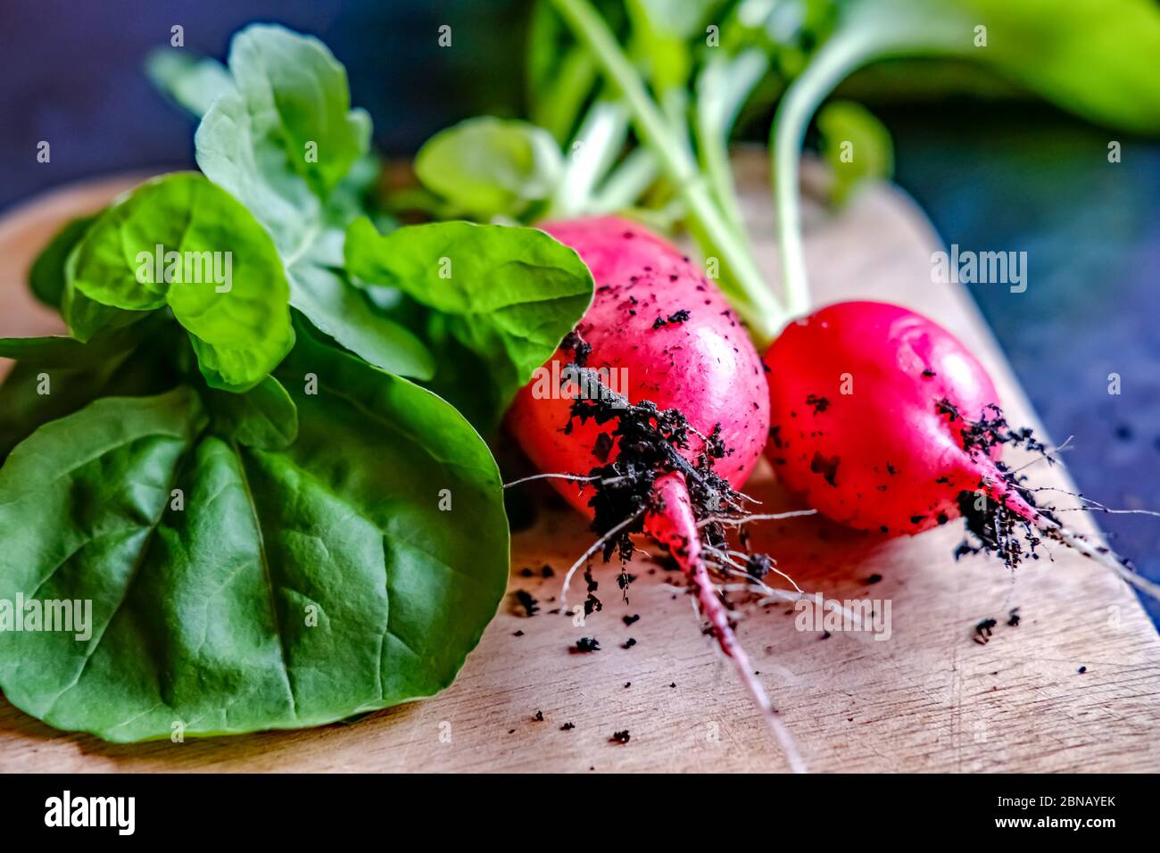 Freshly harvested homegrown radish and spinach leaves on a wooden chopping board with intention shallow depth of field Stock Photo