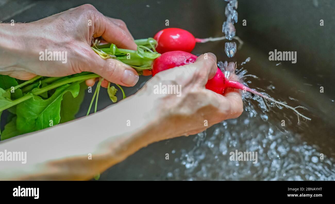 Close up of human hands washing radish under a running faucet with intentional selective focus and shallow depth of field Stock Photo