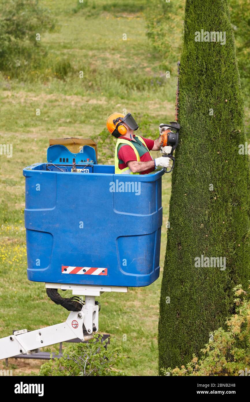Gardener pruning a cypress tree with a chainsaw and a crane Stock Photo