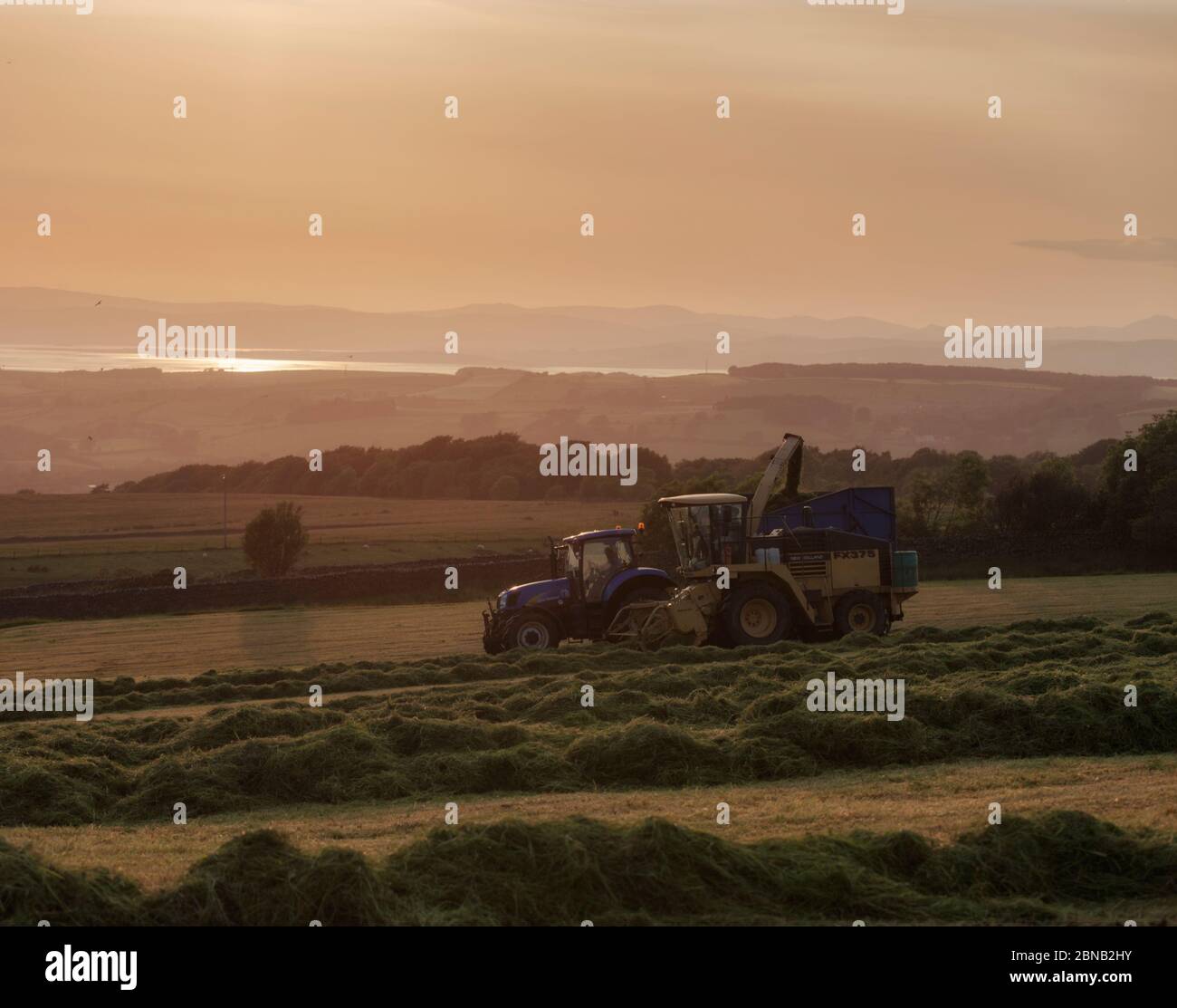 Agricultural contractor using a New Holland FX375 self propelled forage