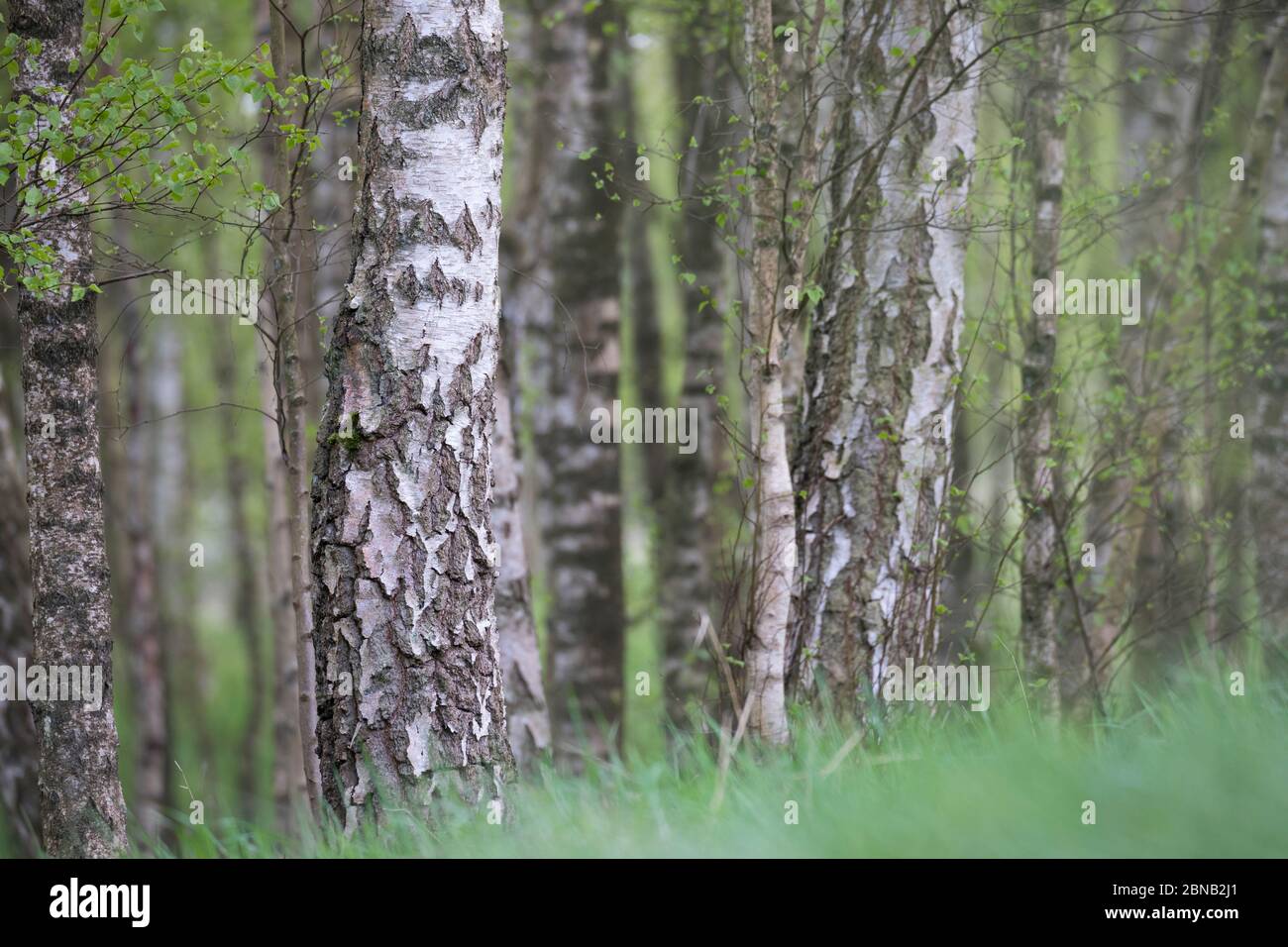 Spannende Birkenstmme Gnstig Kaufen Bilder