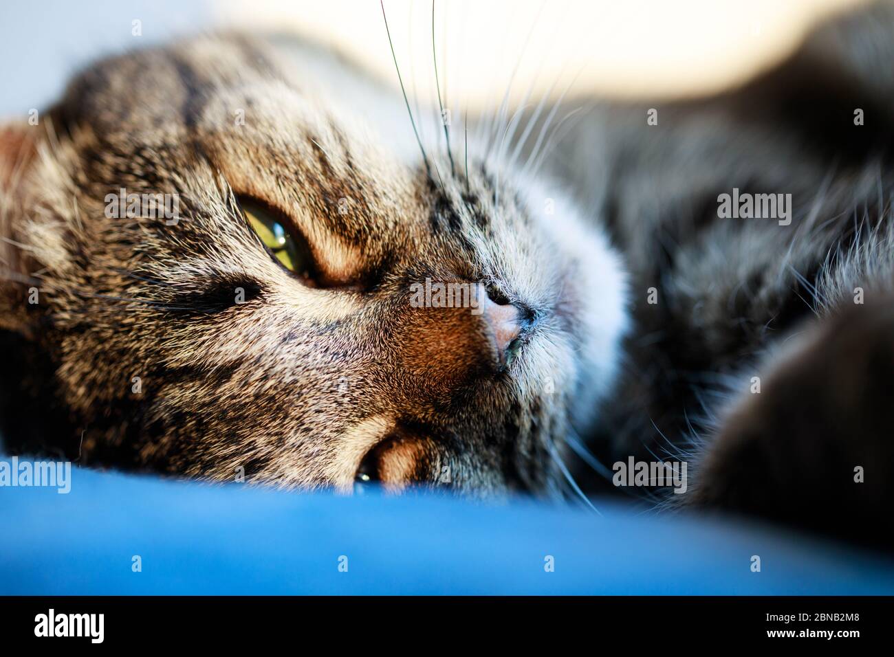 Portrait of sweet sleep cat , cute cat sleeping , sleeping cat on the  pillow, closeup Stock Photo - Alamy