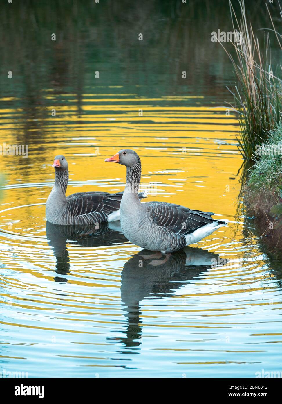 Caffrae, Scottish Borders, UK. 14th May, 2020. UK Weather, wildlife, nature. Image shows greylag geese out for an early morning paddle as the sunlight casts colourful reflections on the water of a pond at Caffrae in the Scottish Borders. The greylag goose is a species of large goose in the waterfowl family Anatidae and the type species of the genus Anser. It has mottled and barred grey and white plumage and an orange beak and pink legs. A large bird, it measures between 74 and 91 centimetres in length, with an average weight of 3.3 kilograms. Credit: phil wilkinson/Alamy Live News Stock Photo