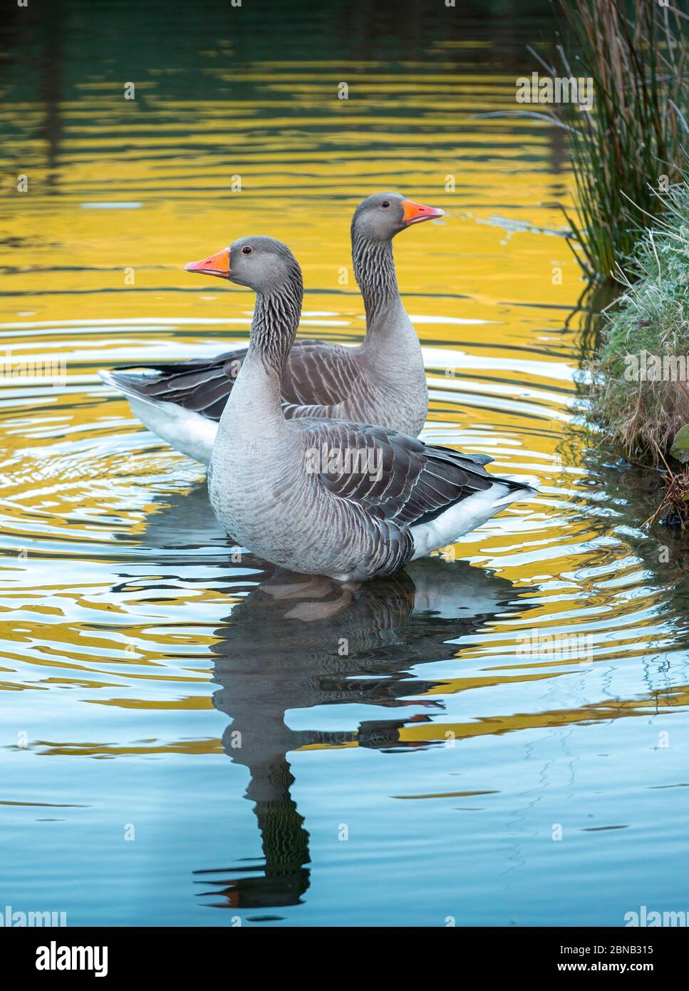 Caffrae, Scottish Borders, UK. 14th May, 2020. UK Weather, wildlife, nature. Image shows greylag geese out for an early morning paddle as the sunlight casts colourful reflections on the water of a pond at Caffrae in the Scottish Borders. The greylag goose is a species of large goose in the waterfowl family Anatidae and the type species of the genus Anser. It has mottled and barred grey and white plumage and an orange beak and pink legs. A large bird, it measures between 74 and 91 centimetres in length, with an average weight of 3.3 kilograms. Credit: phil wilkinson/Alamy Live News Stock Photo