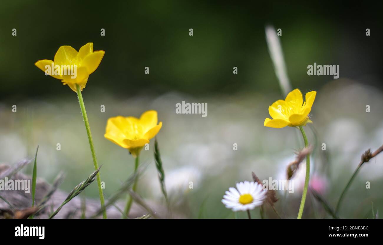 Download A Closeup Shot Of Beautiful Yellow Buttercup Flowers In A Field Stock Photo Alamy PSD Mockup Templates