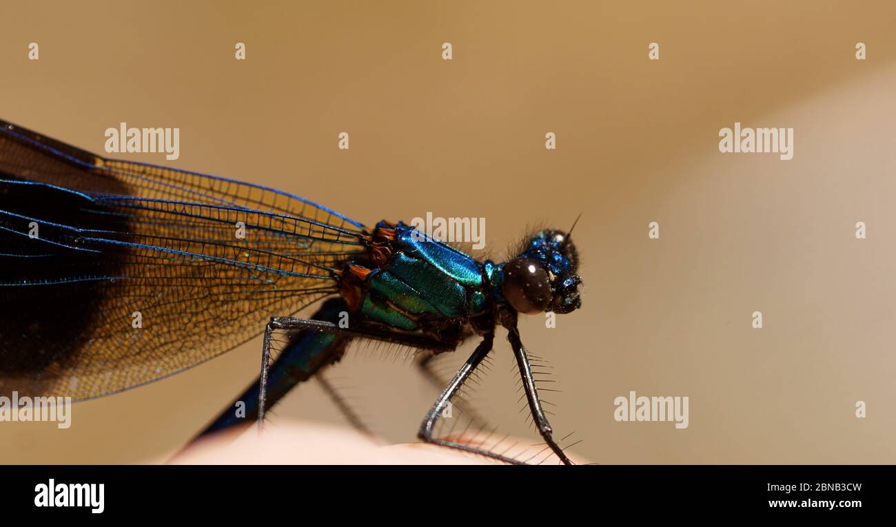 Macro shot blue eye on hi-res stock photography and images - Alamy