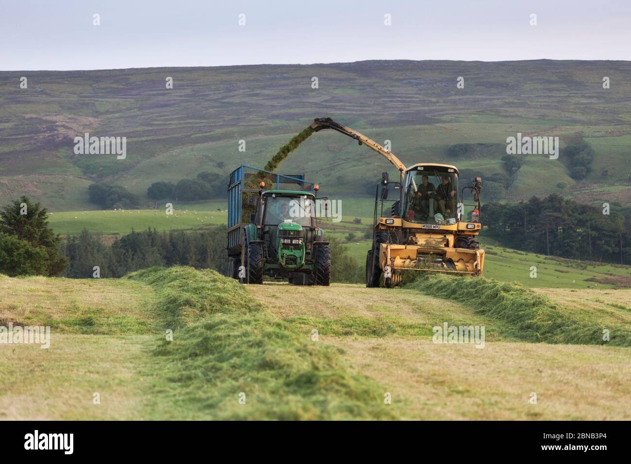 Agricultural contractor using a New Holland FX375 self propelled forage