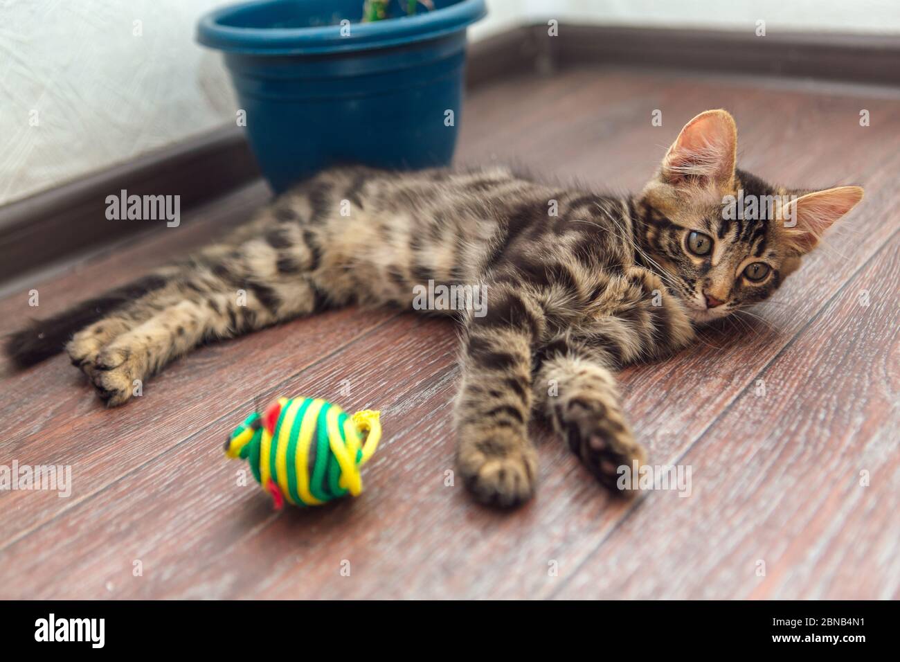 Cute charcoal bengal kitty cat laying with toy on the floor at home ...