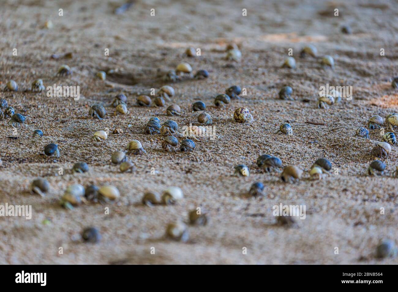 Hermit crabs on the beach, Nosibe - Madagscar Stock Photo