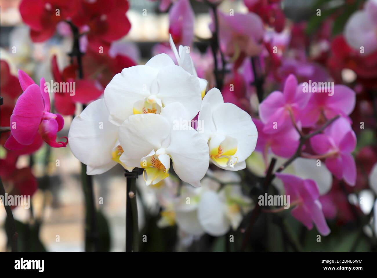 Phalaenopsis Orchid white and pink flowers in the store. Potted orchidea. Flowering plant, nature floral background. Beautiful flowers at greenhouse Stock Photo