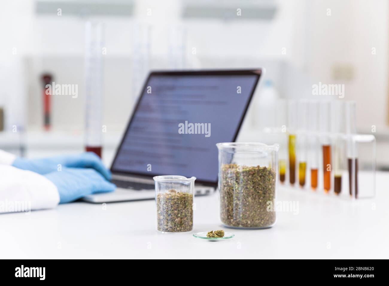 Hemp bud and marijuana seeds in front of chemical scientist working on laptop. Glass tubes with CBD and CBDa oils are on table. Cannabis pharmaceutica Stock Photo