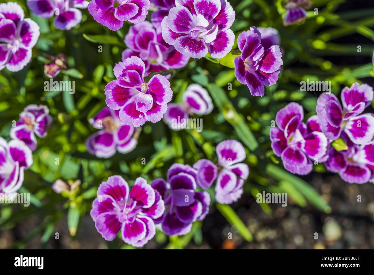 Close up view of pink dianthus on background. Beautiful backgrounds. Postcard. Stock Photo
