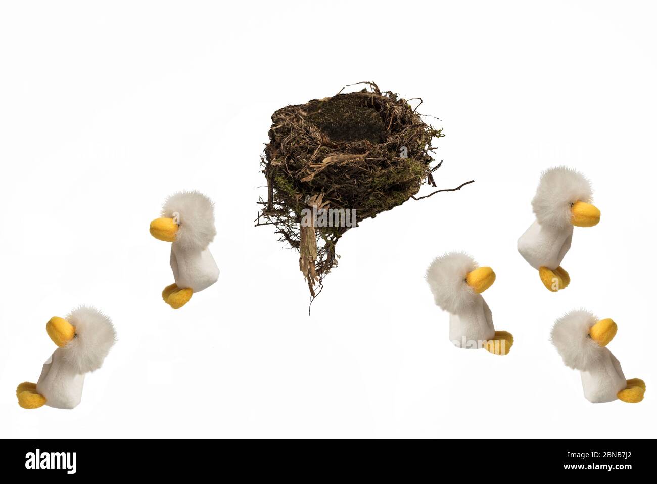 Five fluffytoy chicks jumping from real birds nest with Hooray above, against white background. Concept; Fleeing the nest, leaving home, empty nesters. Stock Photo