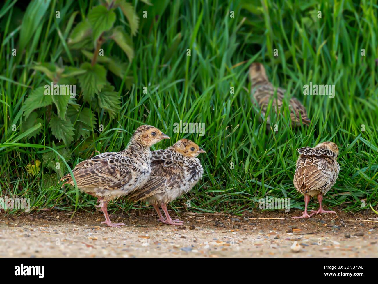 Pheasant chicks hires stock photography and images Alamy