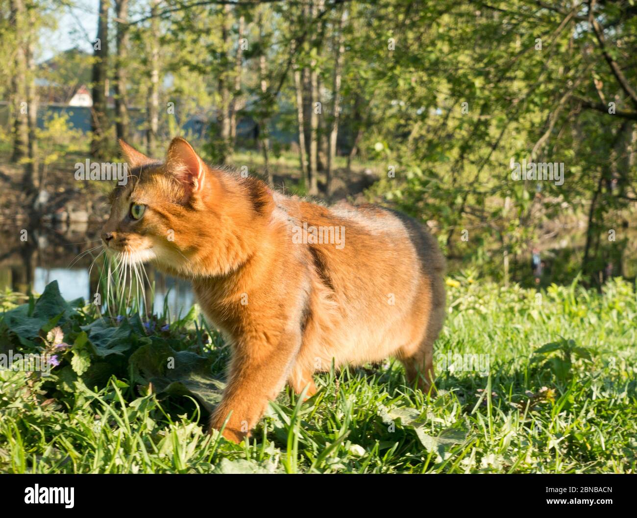 red cat with green eyes (Somali breed) walks on green grass Stock Photo