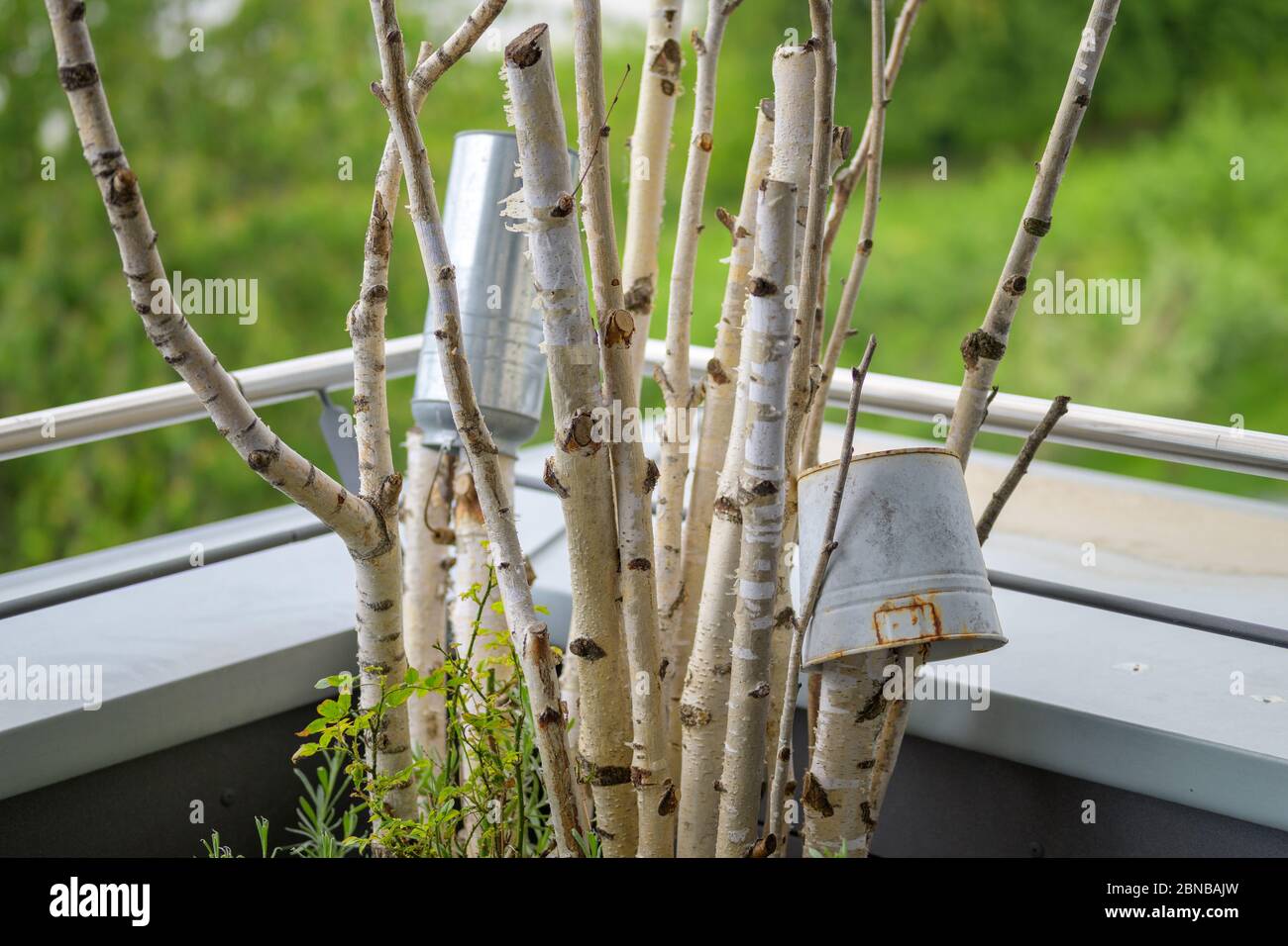 Two metal containers hanging on a plant which has been pruned back for winter outdoors on a balcony against a lush green spring background Stock Photo