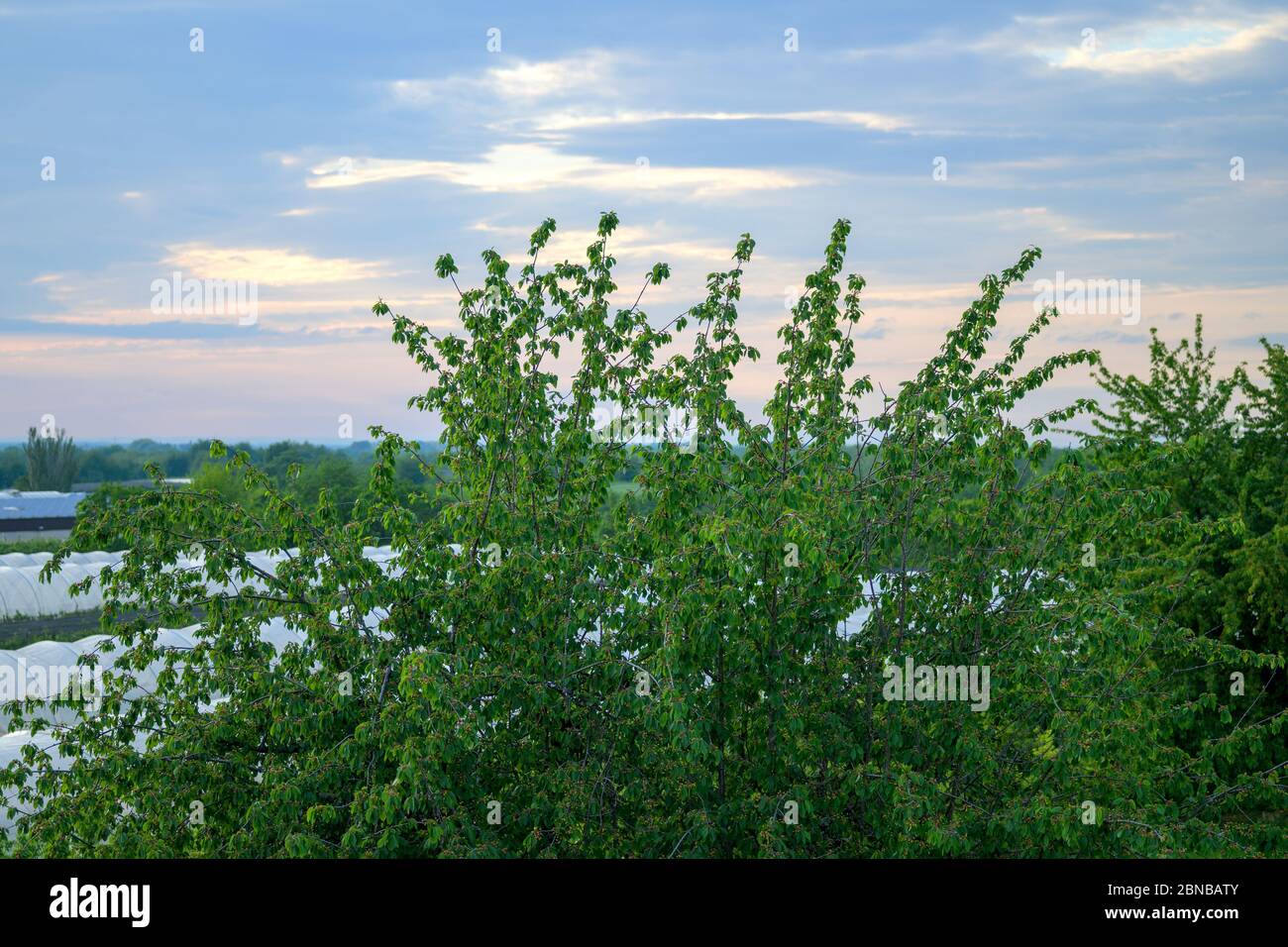 Crops growing in a lush green spring agricultural landscape with leafy