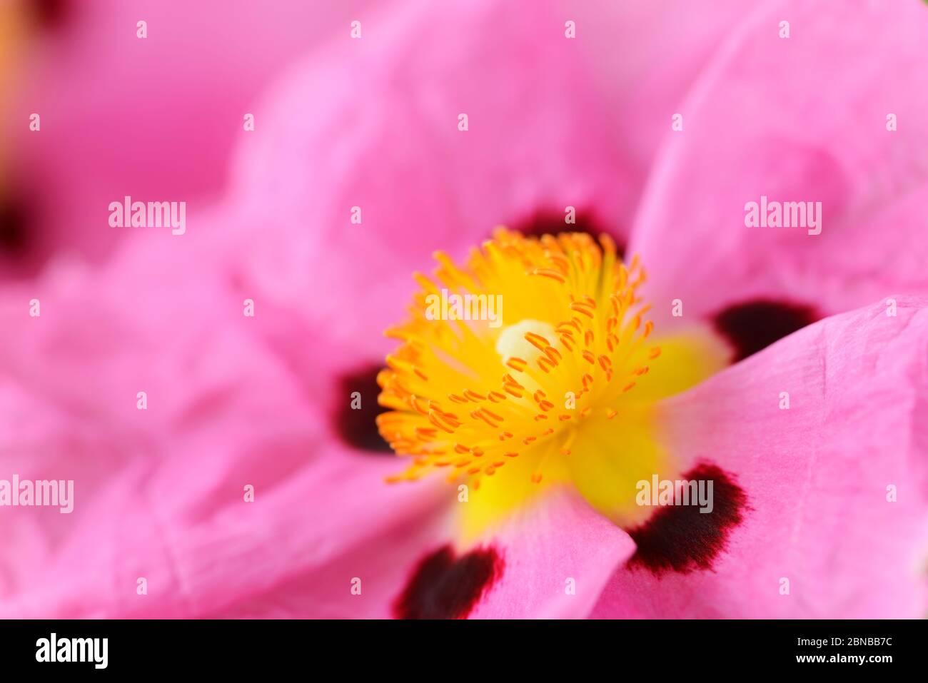 Yellow and purple rose hi-res stock photography and images - Alamy