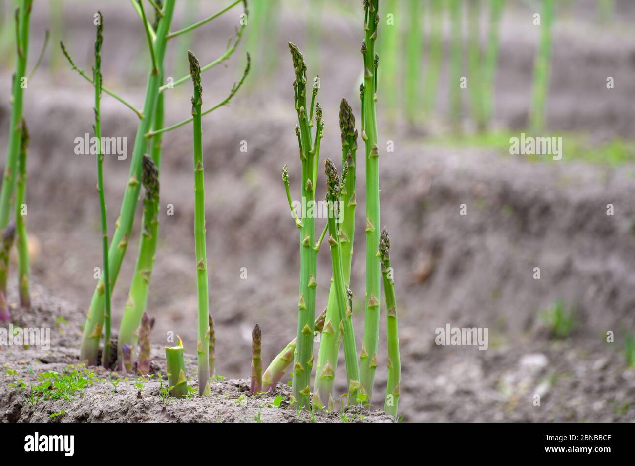 Early summer growth cycle of white asparagus plant, fern development