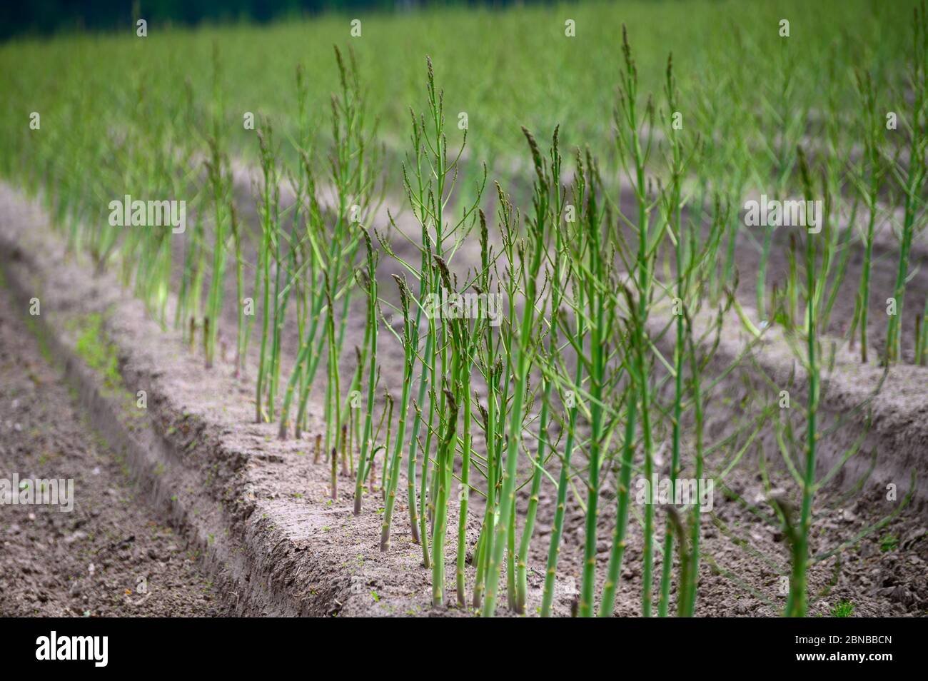 Early summer growth cycle of white asparagus plant, fern development
