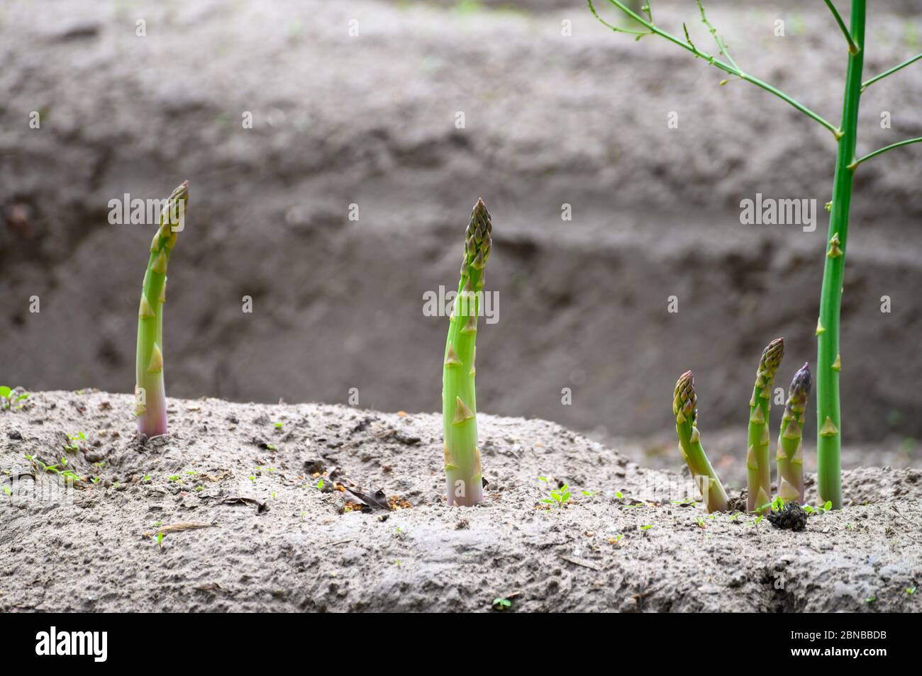 Early summer growth cycle of white asparagus plant, fern development