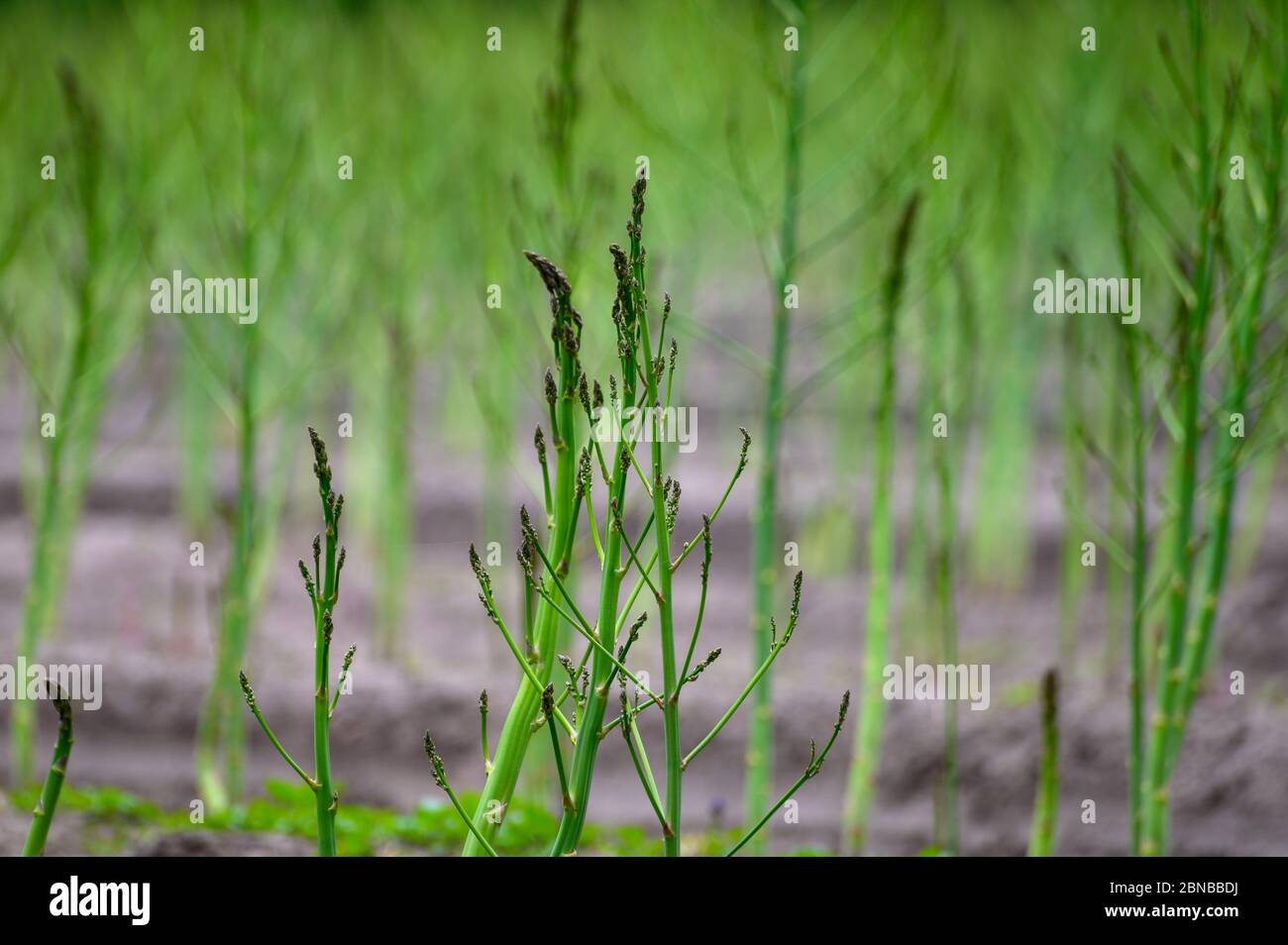 Early summer growth cycle of white asparagus plant, fern development