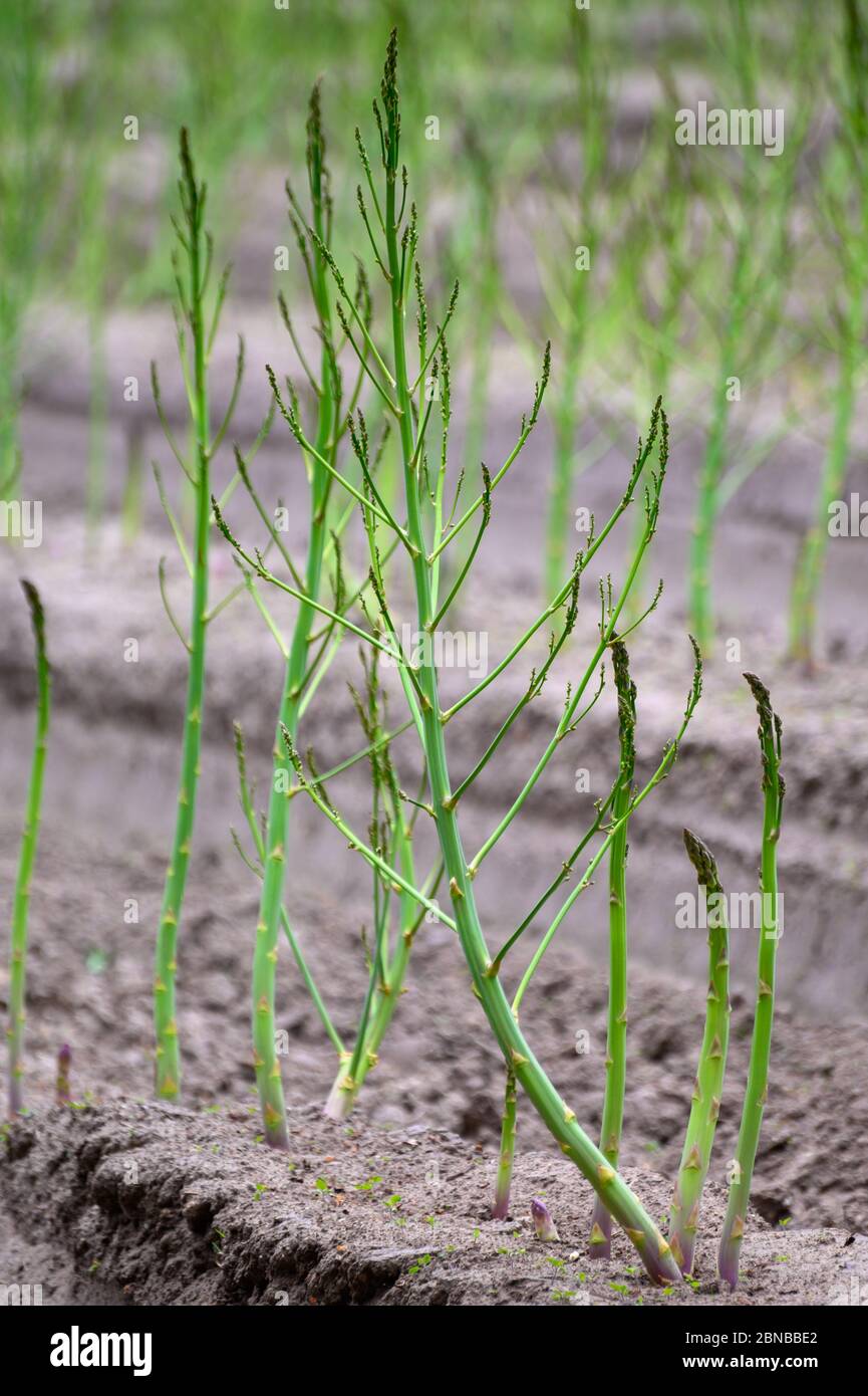 Early summer growth cycle of white asparagus plant, fern development