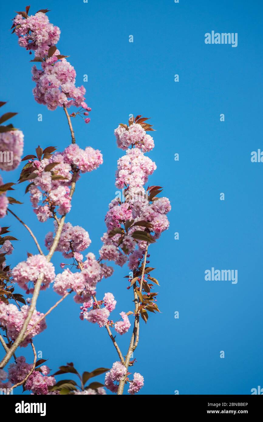 Prunus blooms hi-res stock photography and images - Alamy