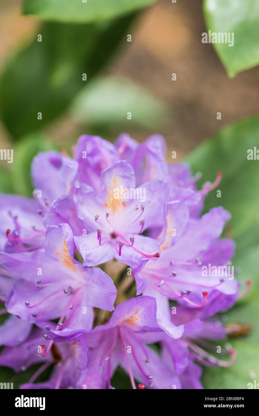 A close up view of parts of a Rhodendron flower. Stock Photo