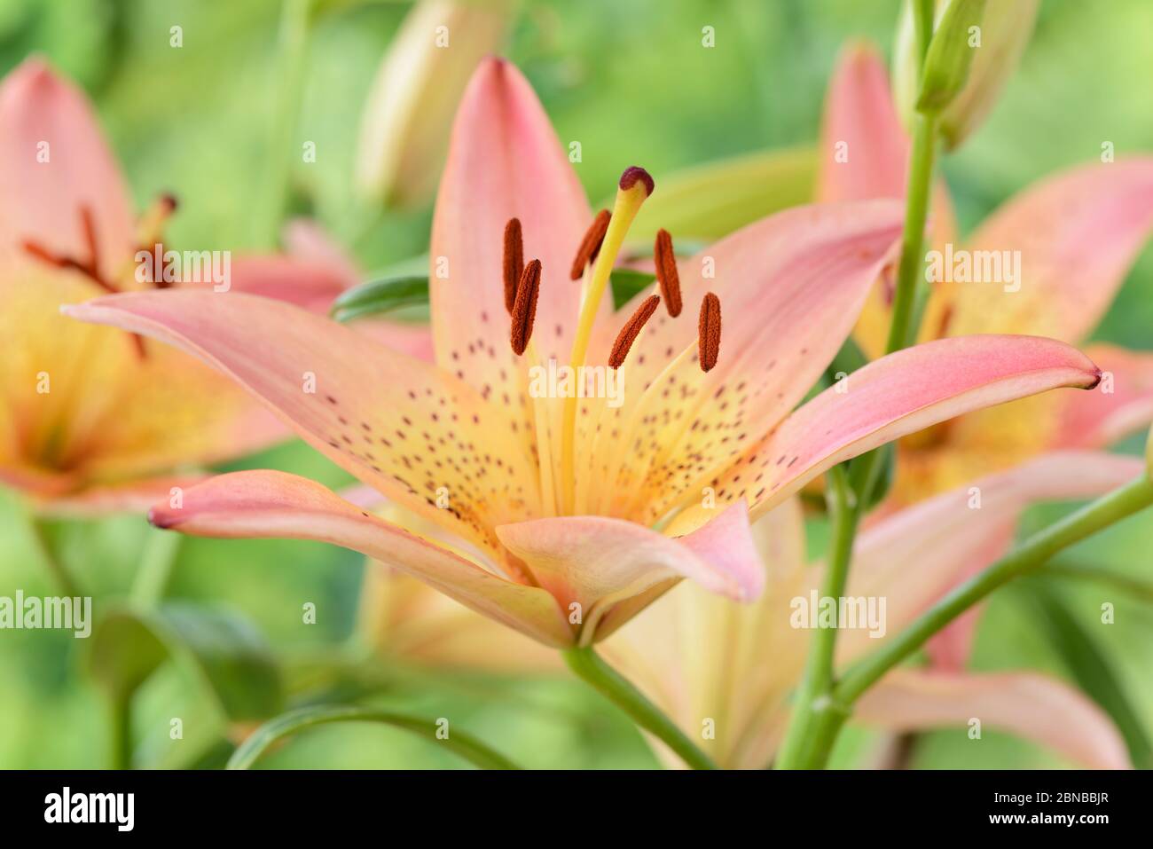 Lilium Dwarf Asiatic lily June Stock Photo Alamy