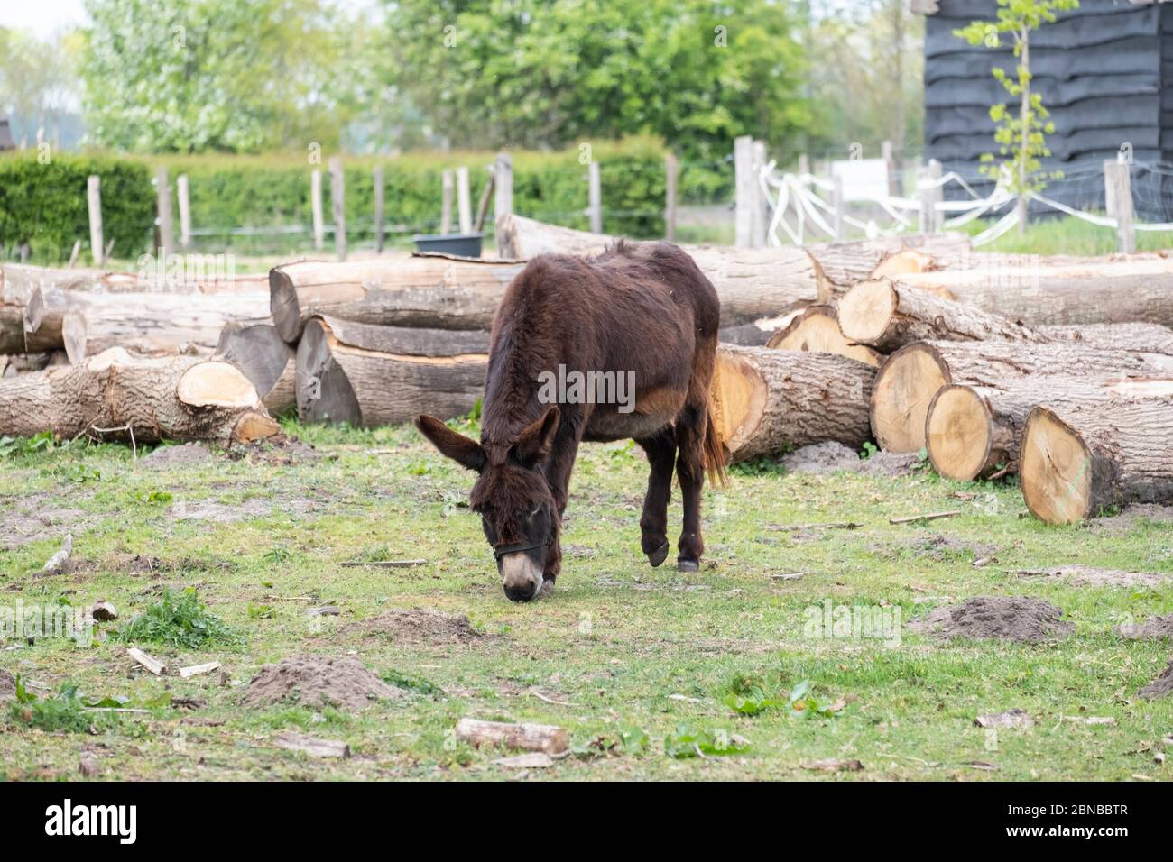 Tenderness donkeys hires stock photography and images Alamy