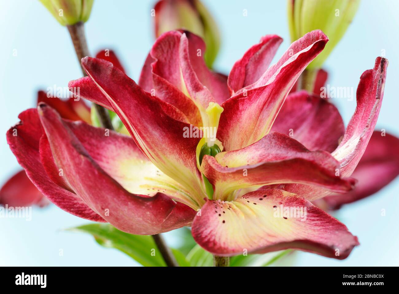 Lilium Double Asiatic lily June Stock Photo - Alamy